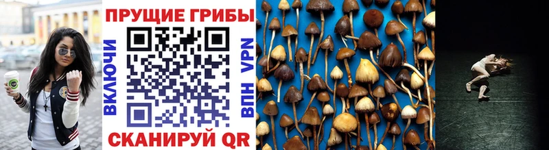 Галлюциногенные грибы Cubensis  Златоуст 
